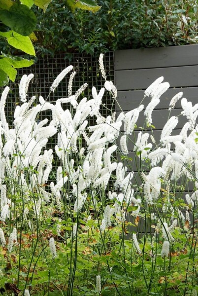 Cimicifuga simplex 'White Pearl'