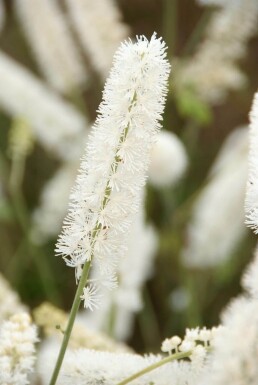 Cimicifuga simplex 'White Pearl'