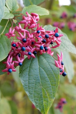 Clerodendrum trichotomum