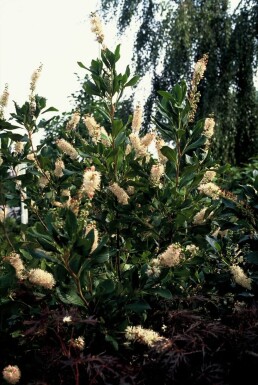 Clethra alnifolia 'Pink Spire' buske 80-100 cm