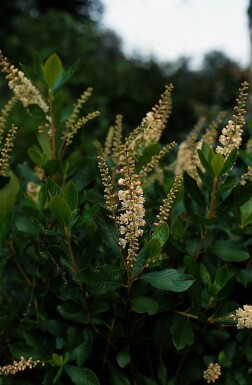 Clethra alnifolia 'Pink Spire'