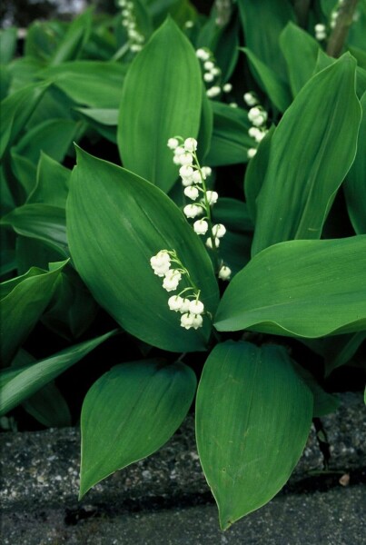 Convallaria maJalis Convallaria maJalis