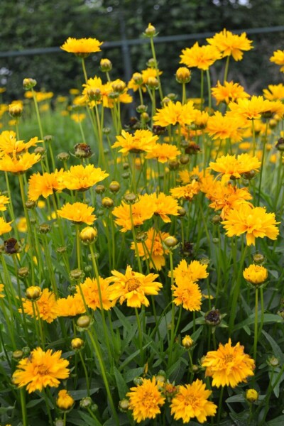 Coreopsis grandiflora 'Early Sunrise' Coreopsis grandiflora 'Early Sunrise'