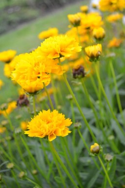 Coreopsis grandiflora 'Early Sunrise'