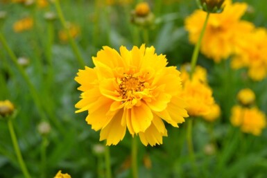 Coreopsis grandiflora 'Early Sunrise'