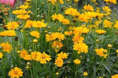 Coreopsis grandiflora 'Early Sunrise'