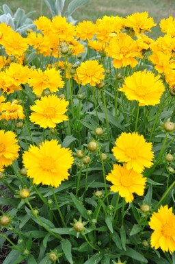 Coreopsis grandiflora 'Sunray'