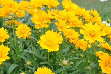 Coreopsis grandiflora 'Sunray'