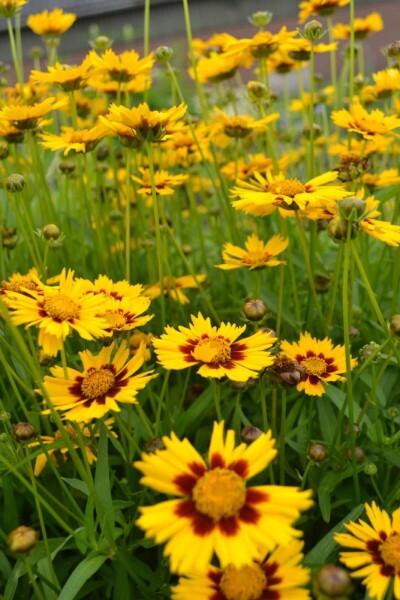 Coreopsis lanceolata 'Baby Gold' Coreopsis lanceolata 'Baby Gold'