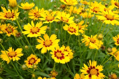 Coreopsis lanceolata 'Baby Gold'