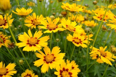 Coreopsis lanceolata 'Baby Gold'