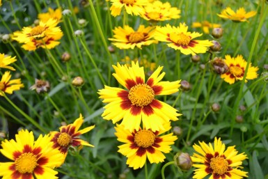 Coreopsis lanceolata 'Baby Gold'