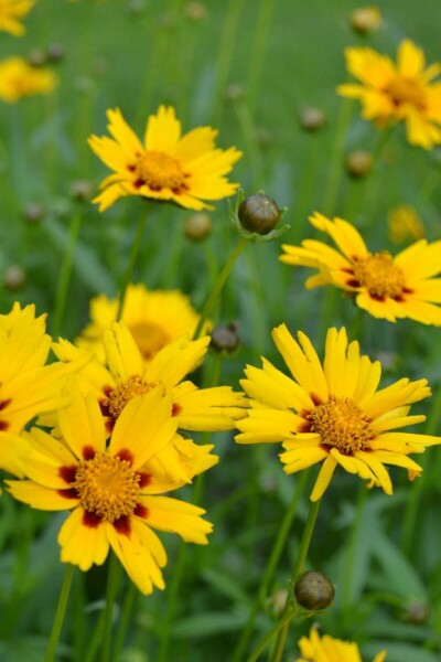 Coreopsis lanceolata 'Sterntaler' Coreopsis lanceolata 'Sterntaler'
