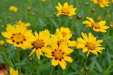 Coreopsis lanceolata 'Sterntaler'