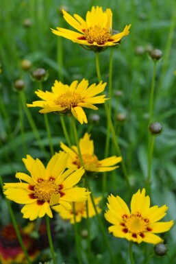 Coreopsis lanceolata 'Sterntaler'