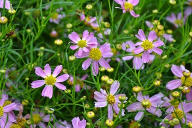 Coreopsis rosea 'American Dream'