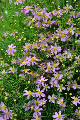 Coreopsis rosea 'American Dream'