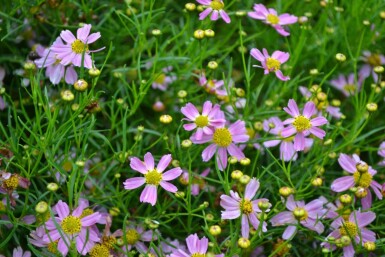 Coreopsis rosea 'American Dream'