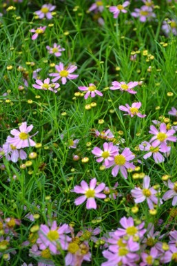 Coreopsis rosea 'American Dream'