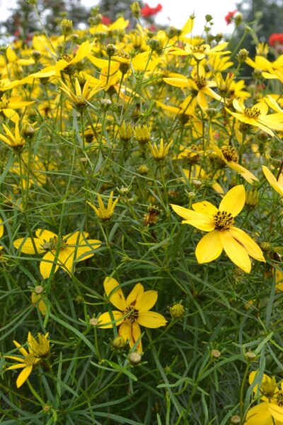 Coreopsis verticillata Coreopsis verticillata
