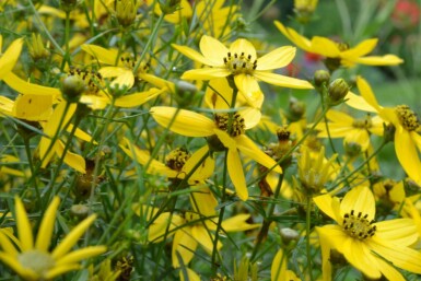 Coreopsis verticillata