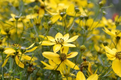 Coreopsis verticillata