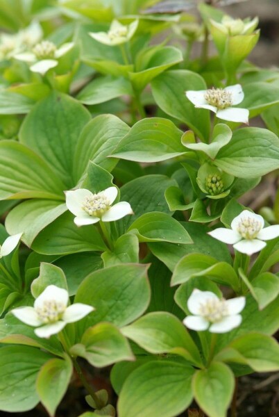 Cornus canadensis P9 5-10 Cornus canadensis P9 5-10