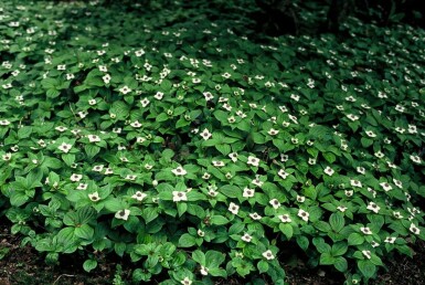 Cornus canadensis