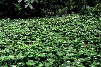 Cornus canadensis