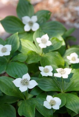 Cornus canadensis