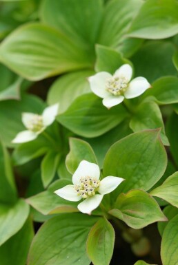 Cornus canadensis