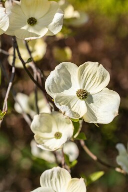 Cornus florida C12 80-100