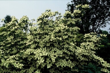 Cornus kousa 'China Girl' arbuste 100-125 cm