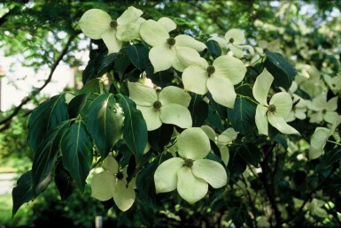 Cornus kousa 'China Girl' arbuste 100-125 cm