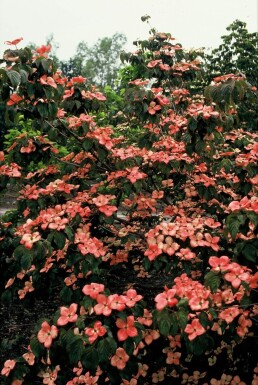 Cornus kousa 'Satomi'