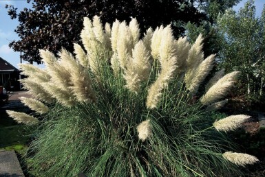 Cortaderia selloana 'Pumila'