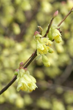 Corylopsis pauciflora arbuste 40-60 cm