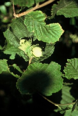 Corylus avellana