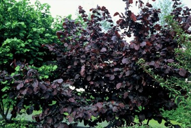 Corylus avellana 'Rode Zellernoot'