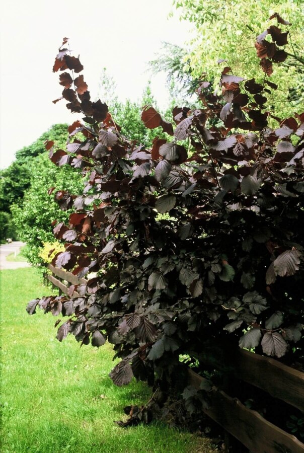 Noisetier de Lambert Corylus maxima 'Purpurea' Arbuste 100-120 Pot 12 l (C12) Corylus maxima 'Purpurea' arbuste 100-120 cm