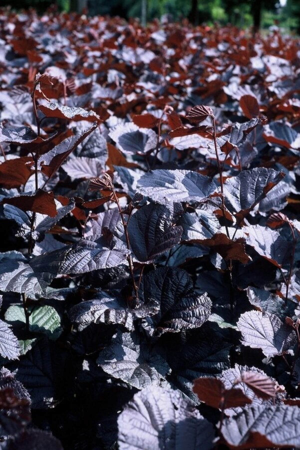Noisetier de Lambert Corylus maxima 'Purpurea' Arbuste 100-120 Pot 12 l (C12) Corylus maxima 'Purpurea' arbuste 100-120 cm