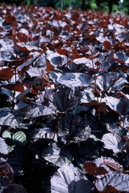 Corylus maxima 'Purpurea'