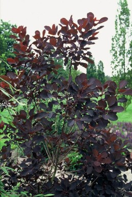 Cotinus coggygria 'Royal Purple'