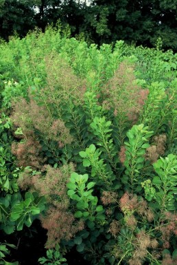 Cotinus coggygria 'Young Lady'