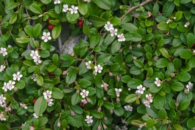 Cotoneaster dammeri