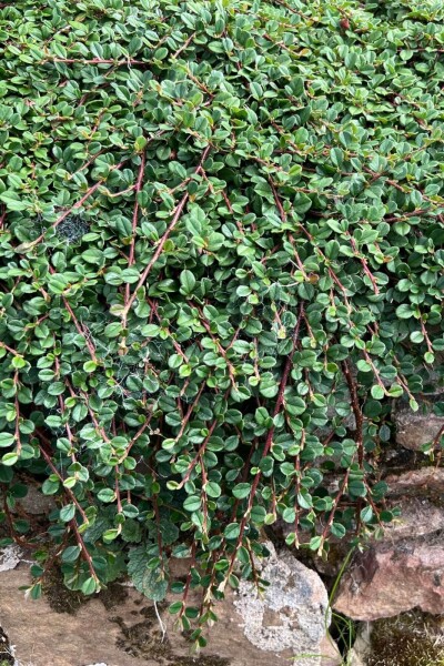 Cotoneaster procumbens 'Queen of Carpets' Cotoneaster procumbens 'Queen of Carpets'