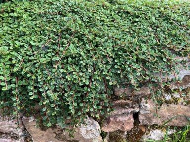 Cotoneaster procumbens 'Queen of Carpets'