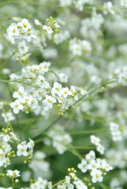 Crambe cordifolia