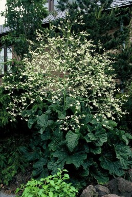 Crambe cordifolia