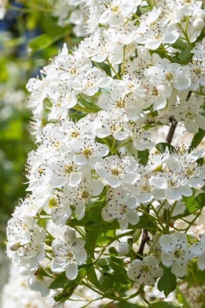 Crataegus laevigata 'Plena'
